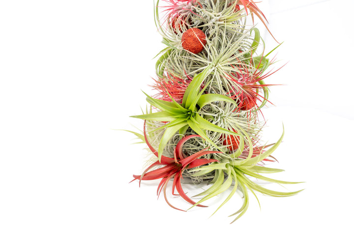PRE-ORDER: 12 Inch Tall Handmade Air Plant Christmas Tree with 50 Living Tillandsias