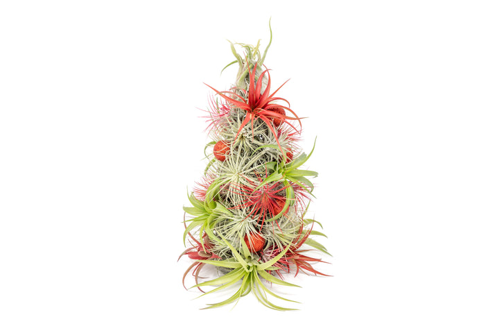 PRE-ORDER: 12 Inch Tall Handmade Air Plant Christmas Tree with 50 Living Tillandsias