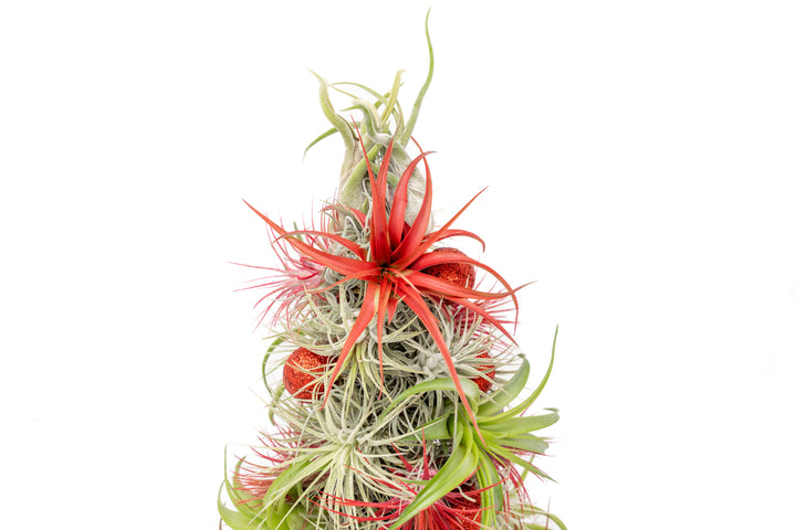 PRE-ORDER: 12 Inch Tall Handmade Air Plant Christmas Tree with 50 Living Tillandsias