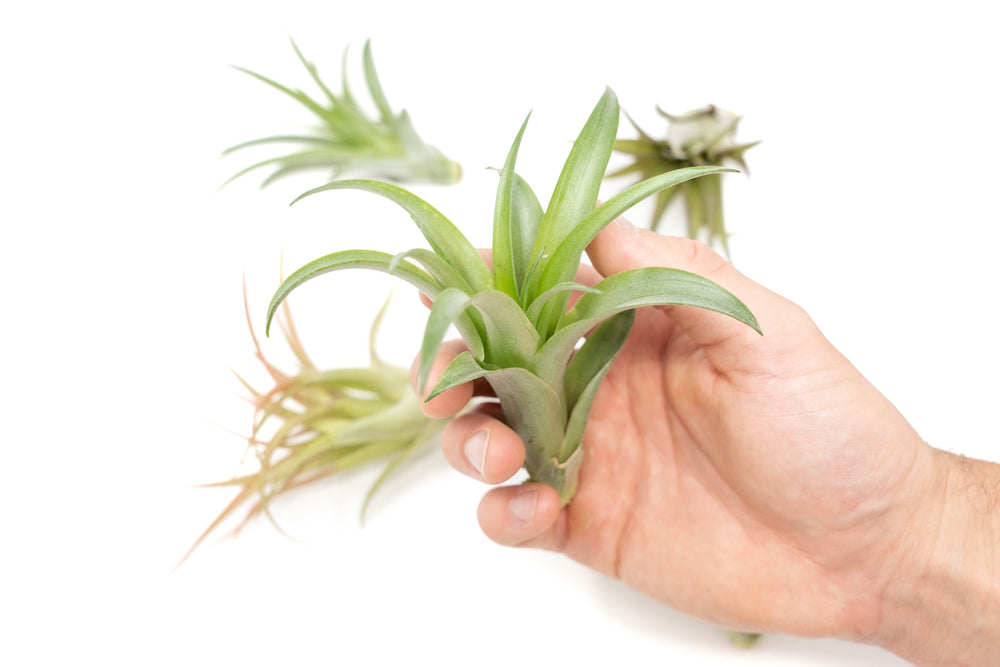 hand holding a tillandsia abdita air plant