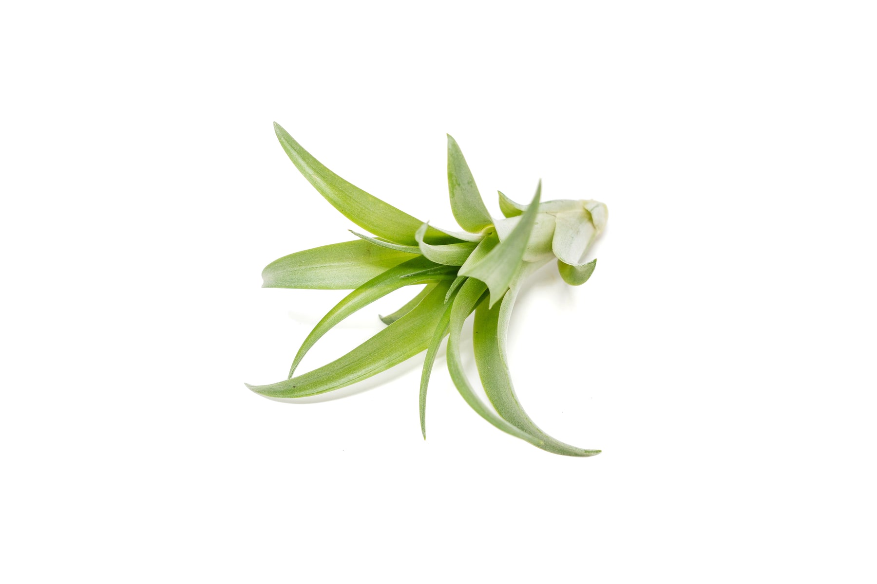 brachycaulos air plant care Tillandsia Abdita Brachycaulos Air Plants
