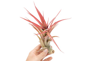 hand holding blushing and blooming large tillandsia abdita air plant