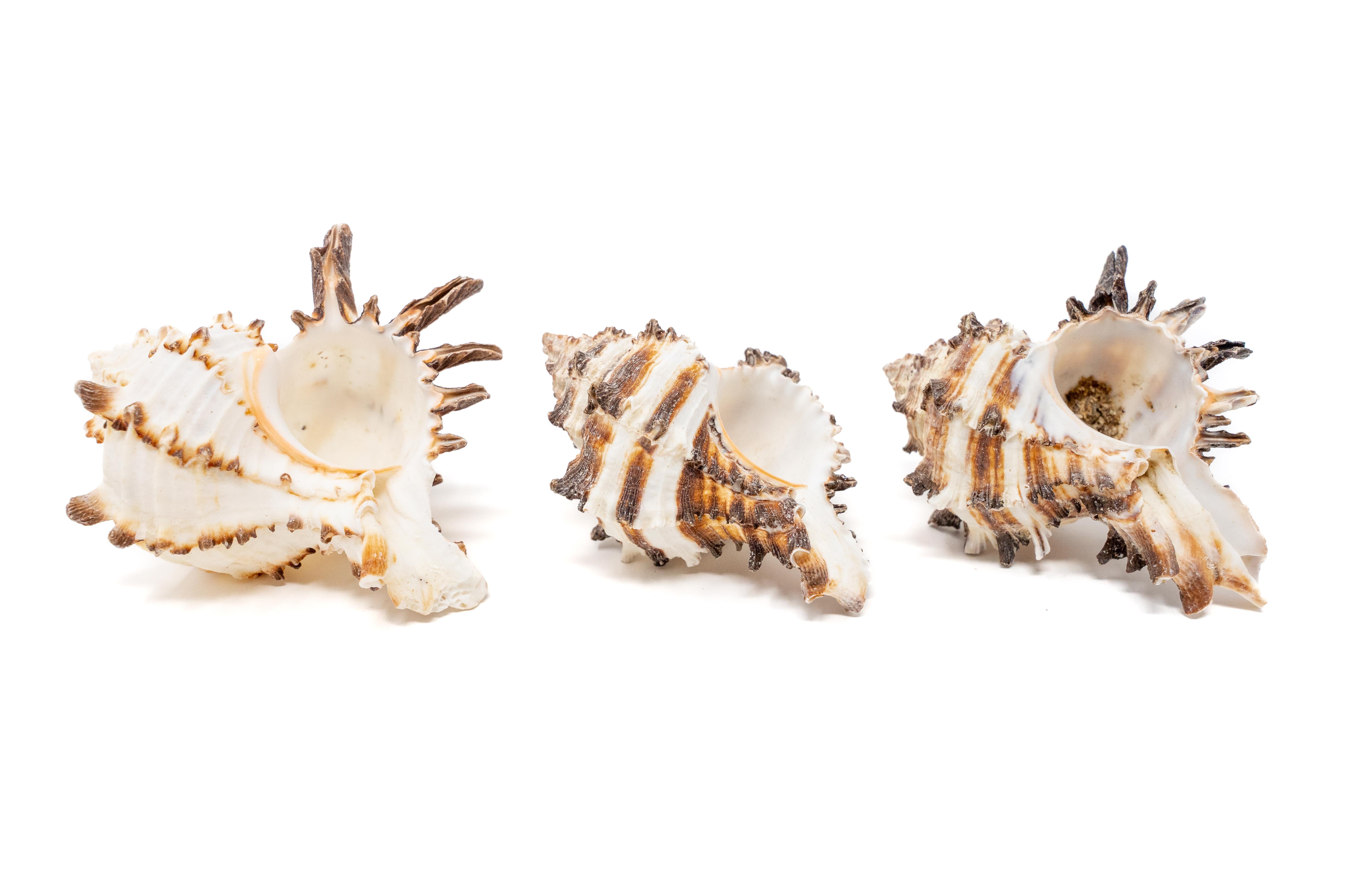 Longspine Murex Seashell with Assorted Tillandsia Air Plants – Air