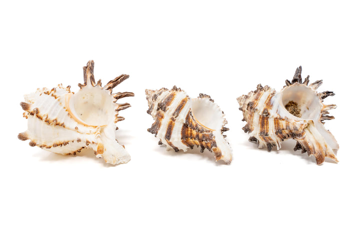 3 longspine murex seashells
