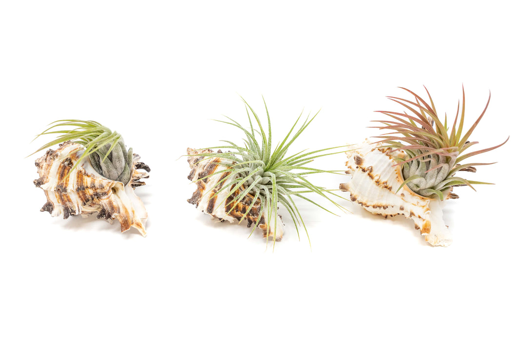 3 longspine murex seashells with assorted tillandsia ionantha air plants