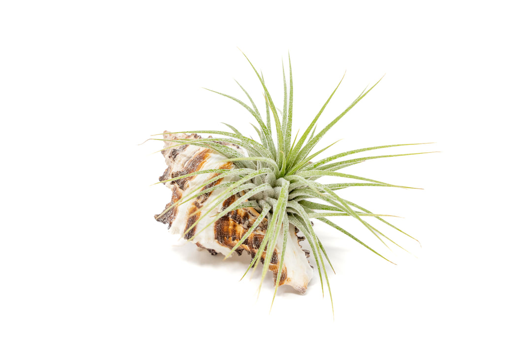 longspine murex seashell with tillandsia ionantha guatemala air plant