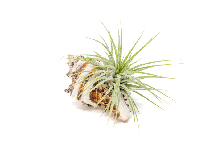 longspine murex seashell with tillandsia ionantha guatemala air plant