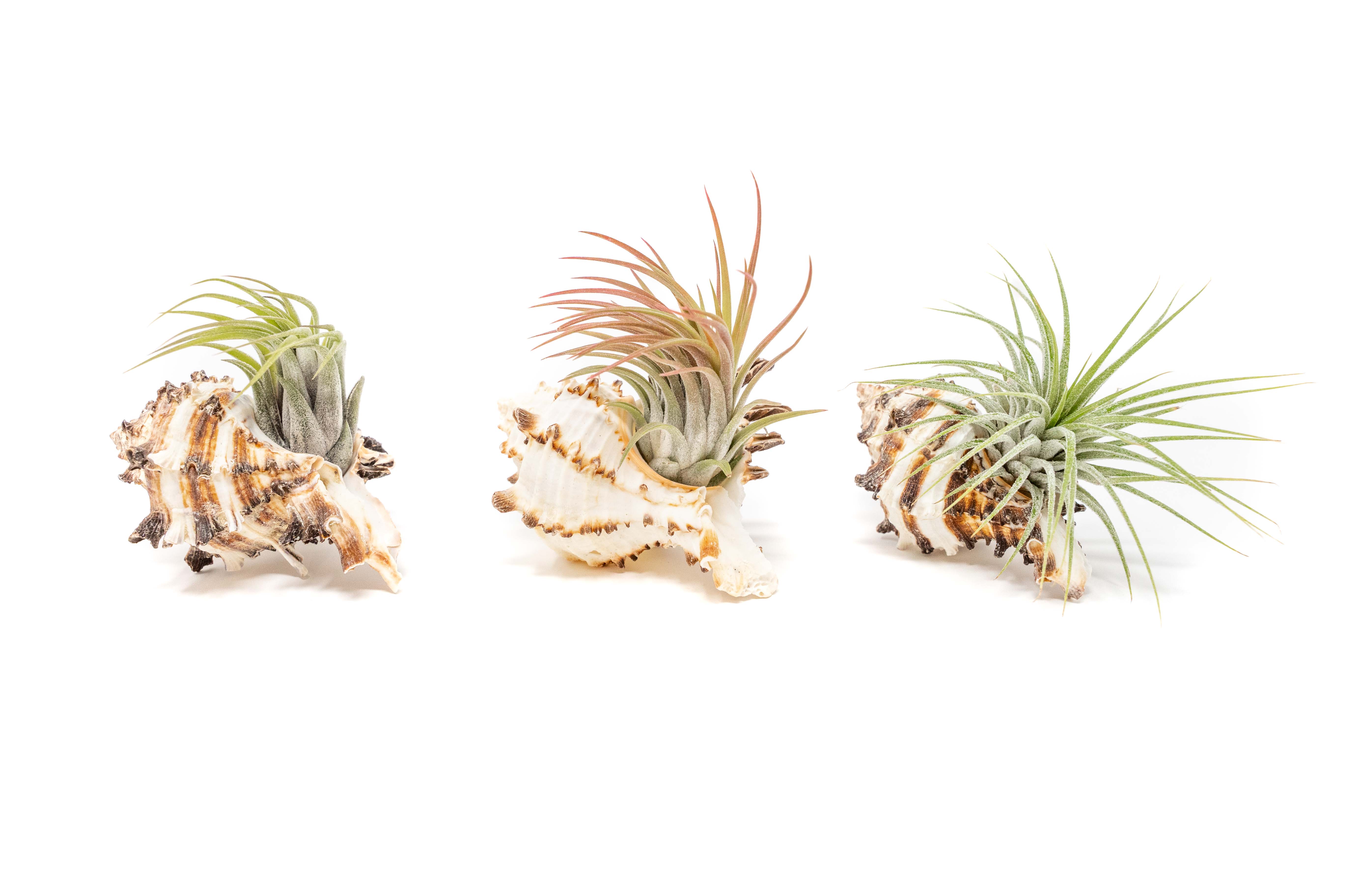 Air_Plant_Tillandsia_Accessory