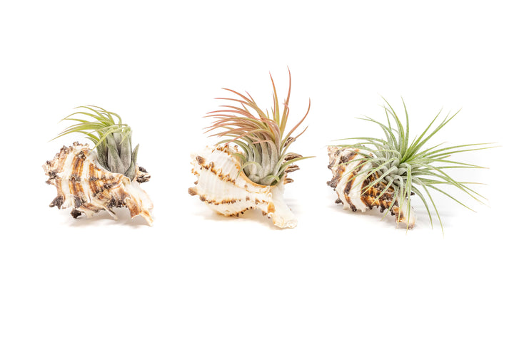 3 longspine murex seashells with assorted tillandsia ionantha air plants