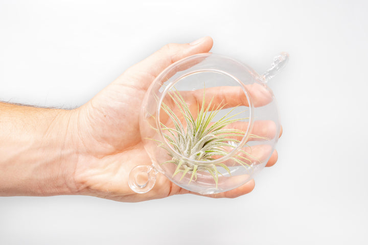 Wholesale - Hanging Globe Terrariums with Double-Hooks
