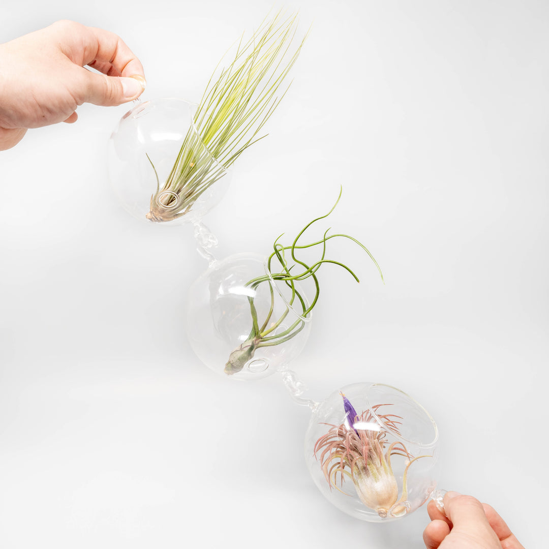 Wholesale - Hanging Globe Terrariums with Double-Hooks