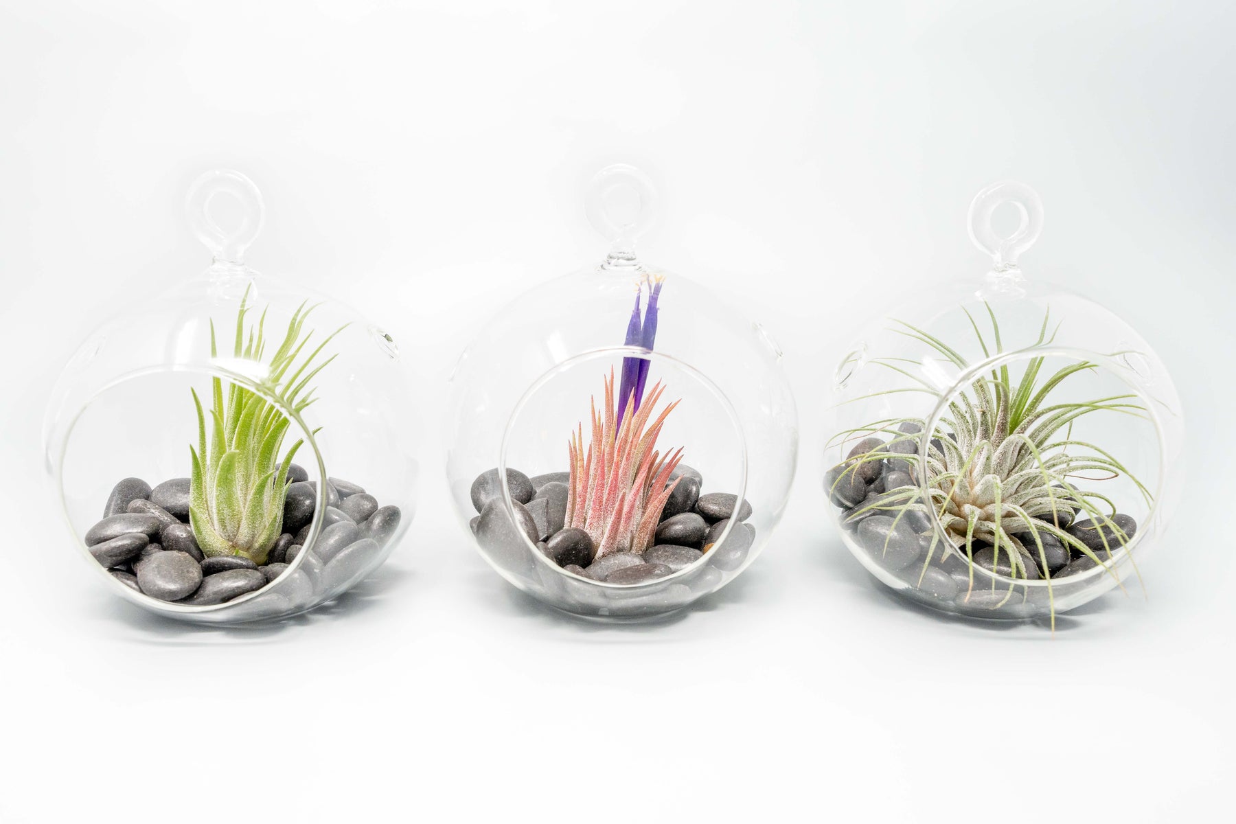 black river air plants Terrarium Globe with Flat Bottom, Air Plant & Black Stones