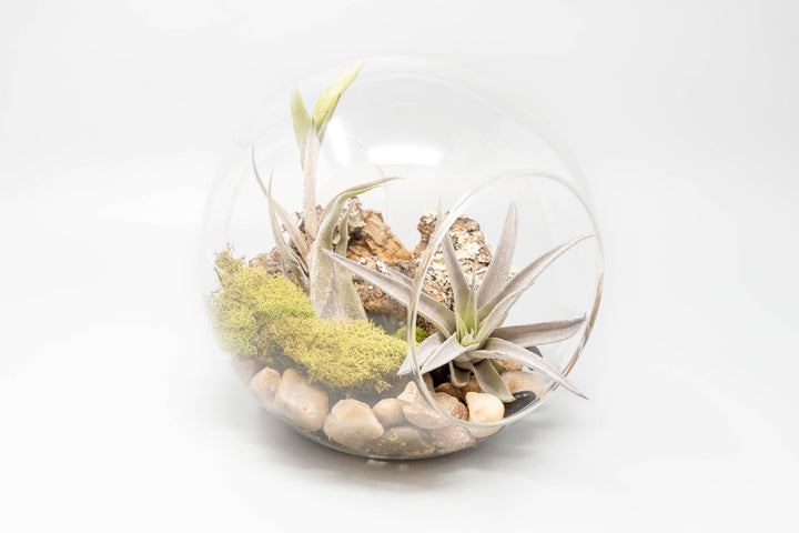 large glass globe terrarium with two open ends containing cork bark, stone and moss accents and tillandsia air plants