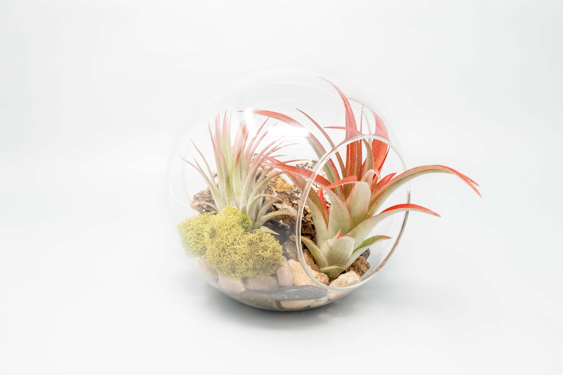 air plant terrarium large Large Glass Terrarium with 2 Open Ends