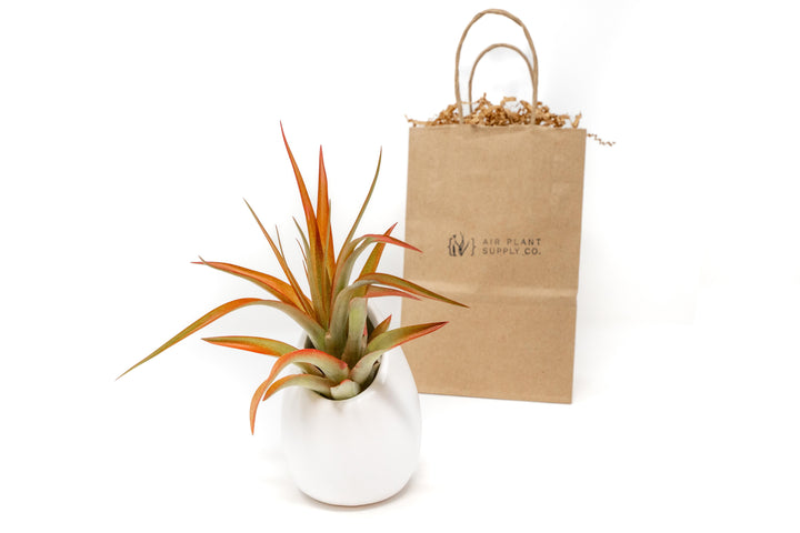 large ivory ceramic vase with tillandsia abdita air plant and branded gift bag