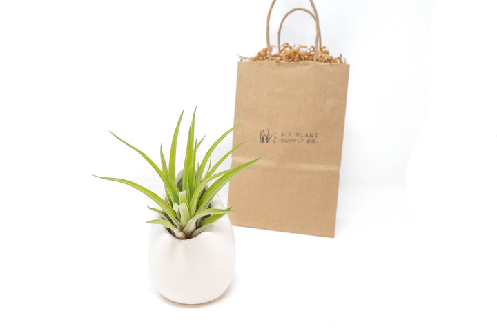 large ivory ceramic vase with tillandsia velutina air plant and branded gift bag