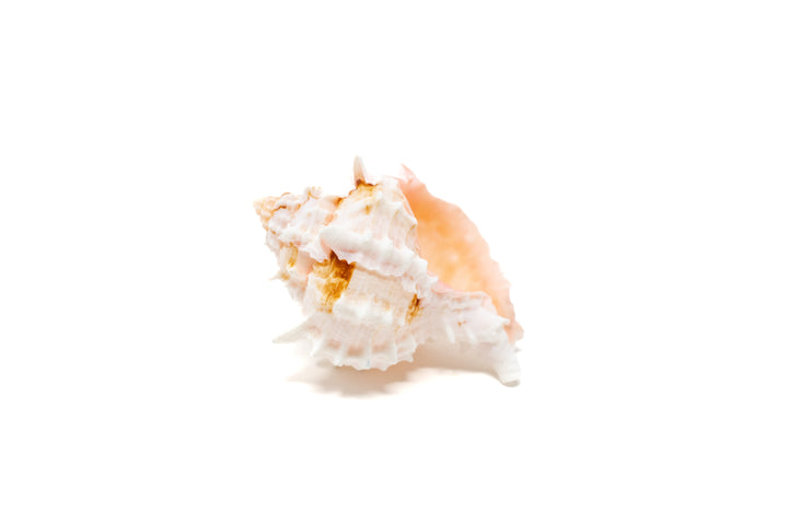 pink murex seashell