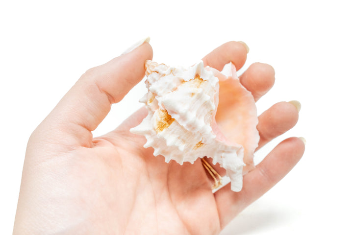 hand holding pink murex seashell