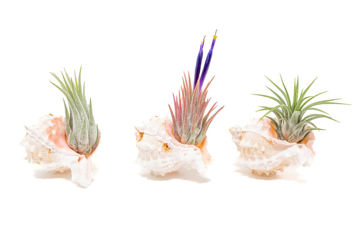 three pink murex seashells with assorted tillandsia ionantha air plants