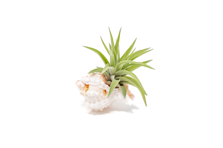 pink murex seashell with tillandsia velutina air plant