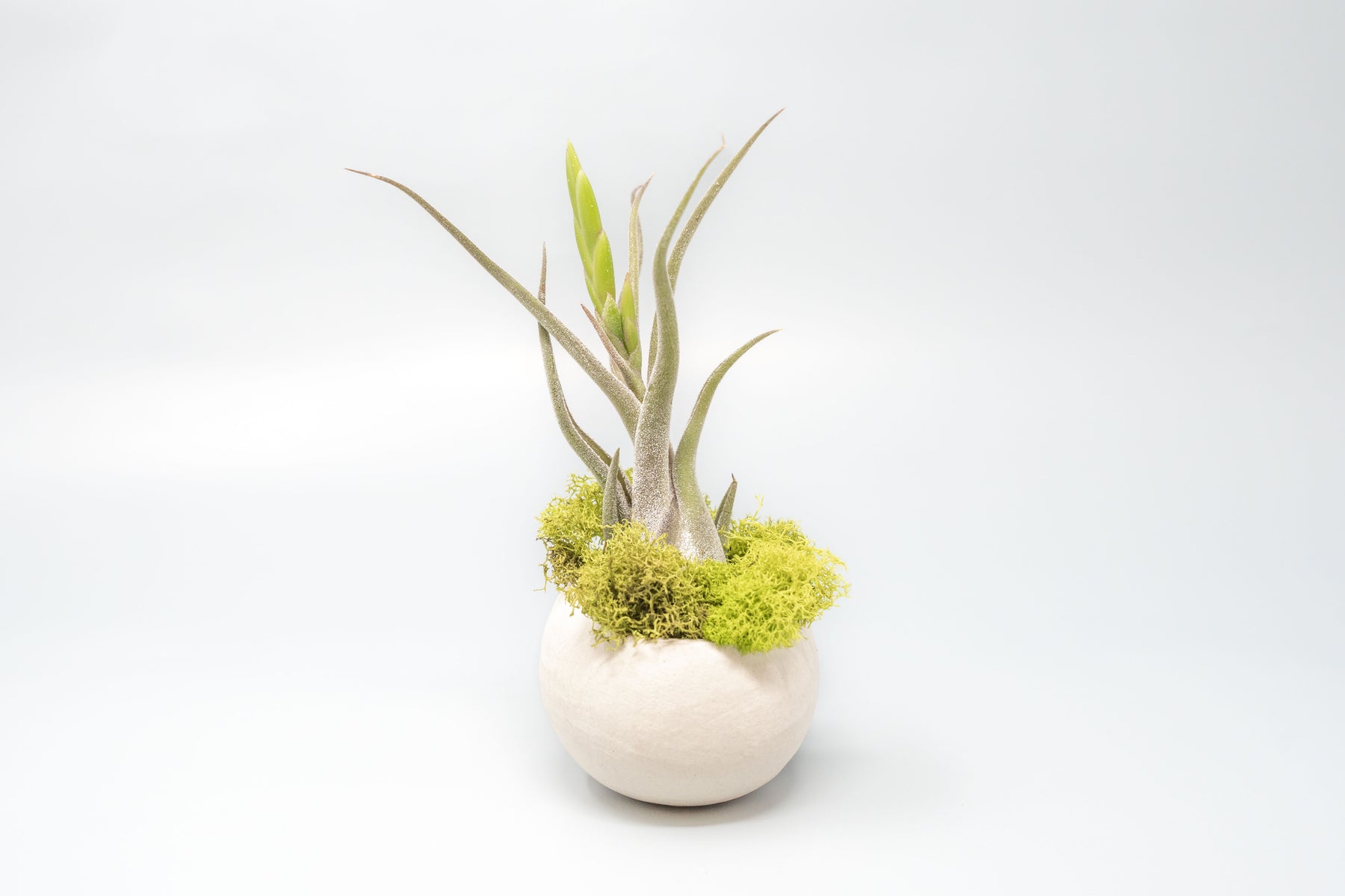 air plant pods Natural Seed Pod Container with Assorted Tillandsia Air Plant
