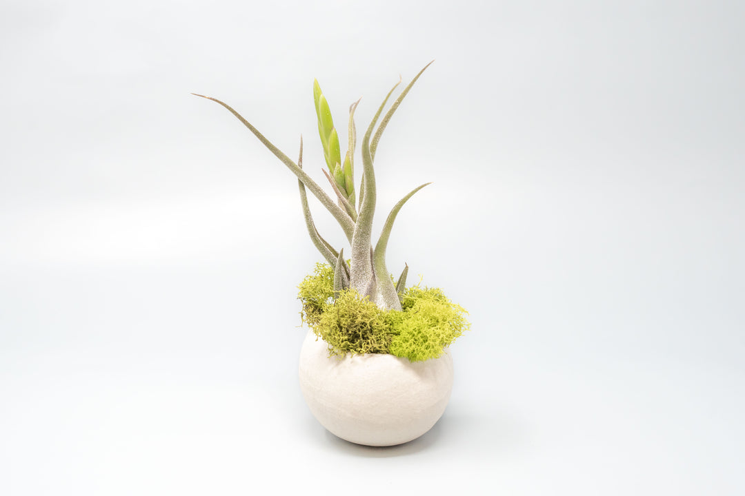 Wholesale - Natural Seed Pod Containers with Assorted Tillandsia Air Plants