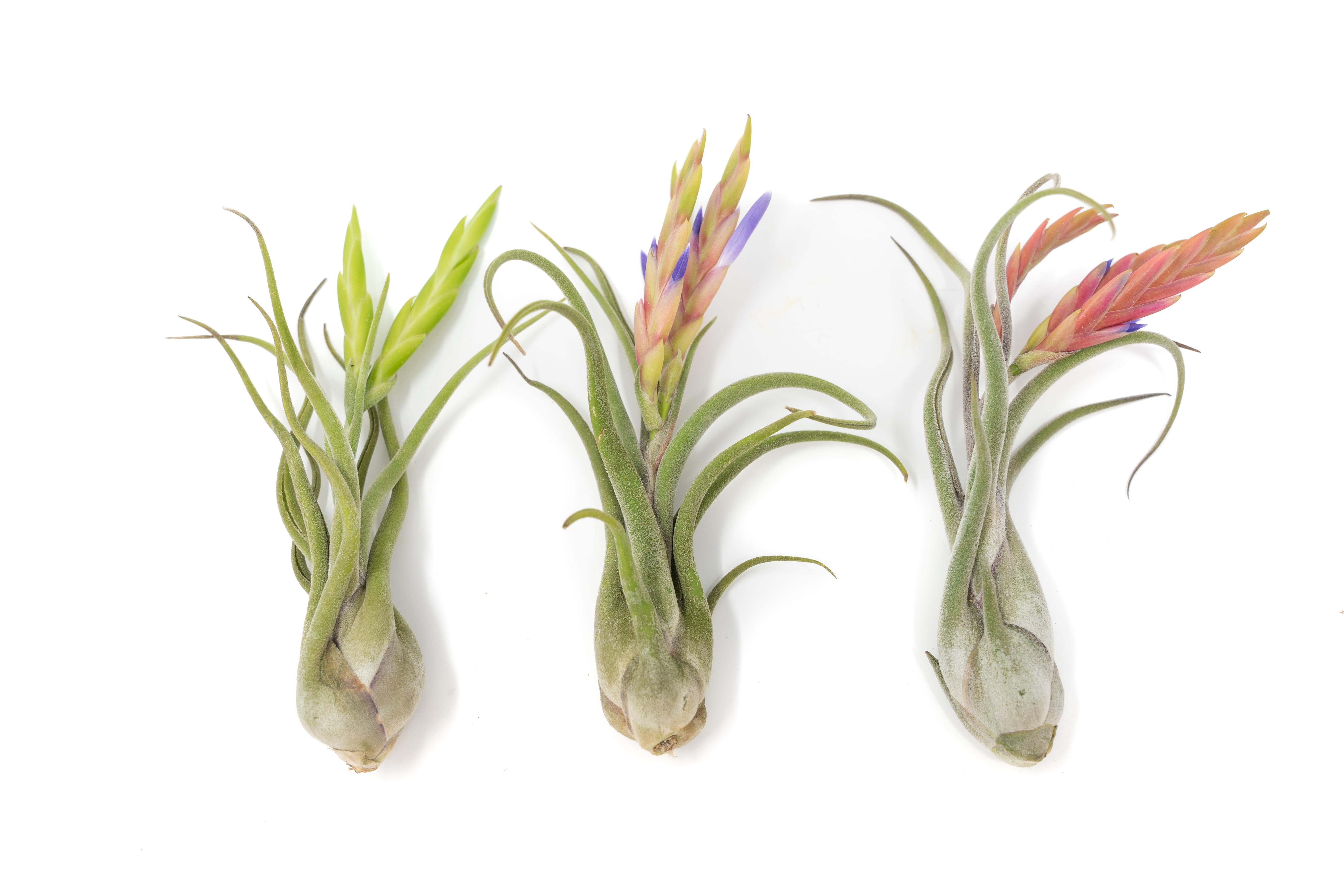AirPlantSupply Tillandsia Latifolia Air Plant - Thumbnail 2