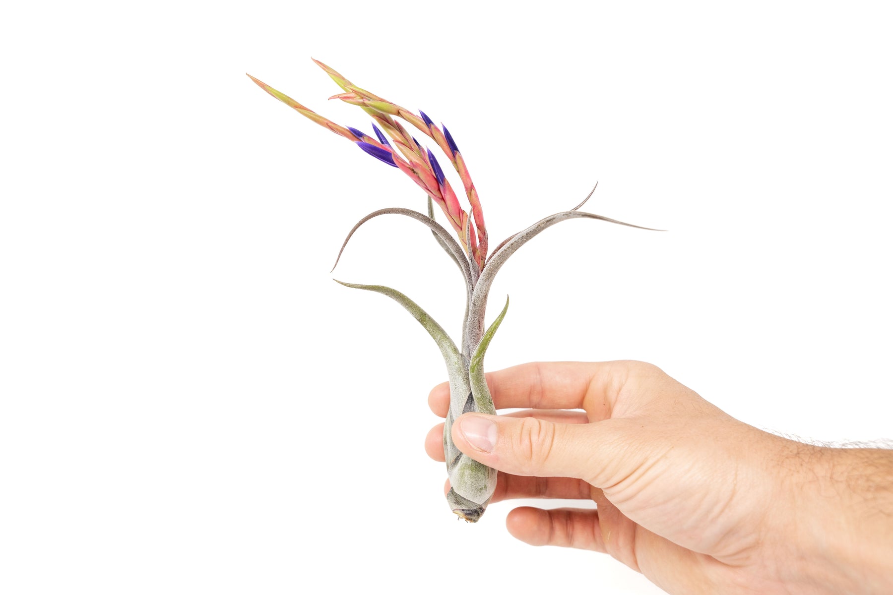 medusa air plant bloom Large Tillandsia Caput Medusae Air Plants / 5-8 Inch Plants
