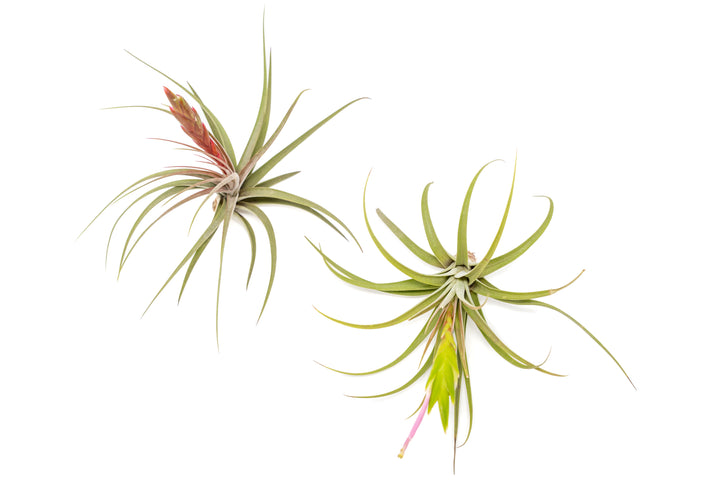 Wholesale - Tillandsia Concolor Air Plants