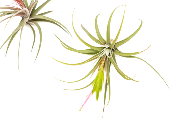 Wholesale - Tillandsia Concolor Air Plants