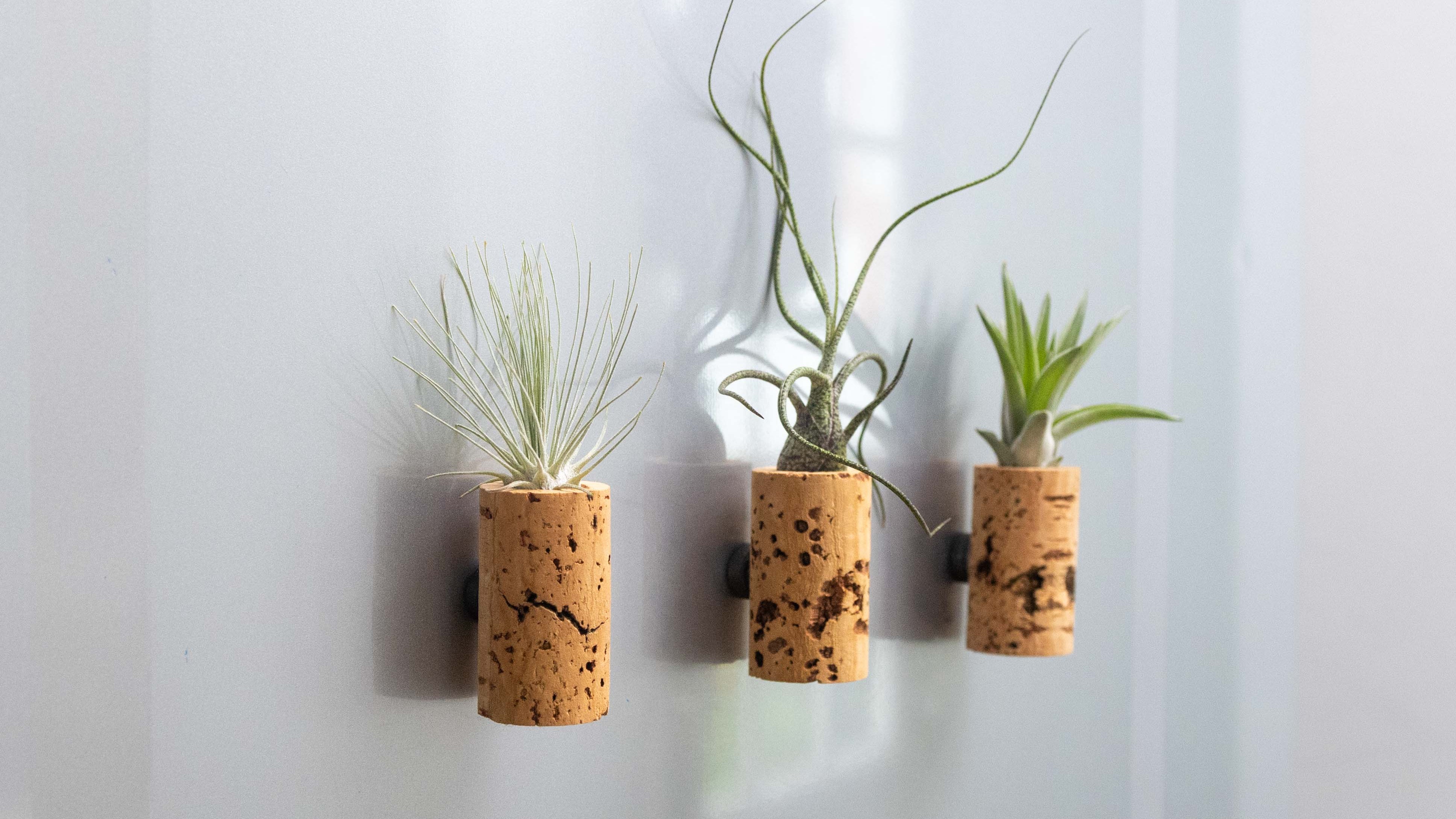 Air_Plant_Tillandsia_Display_W