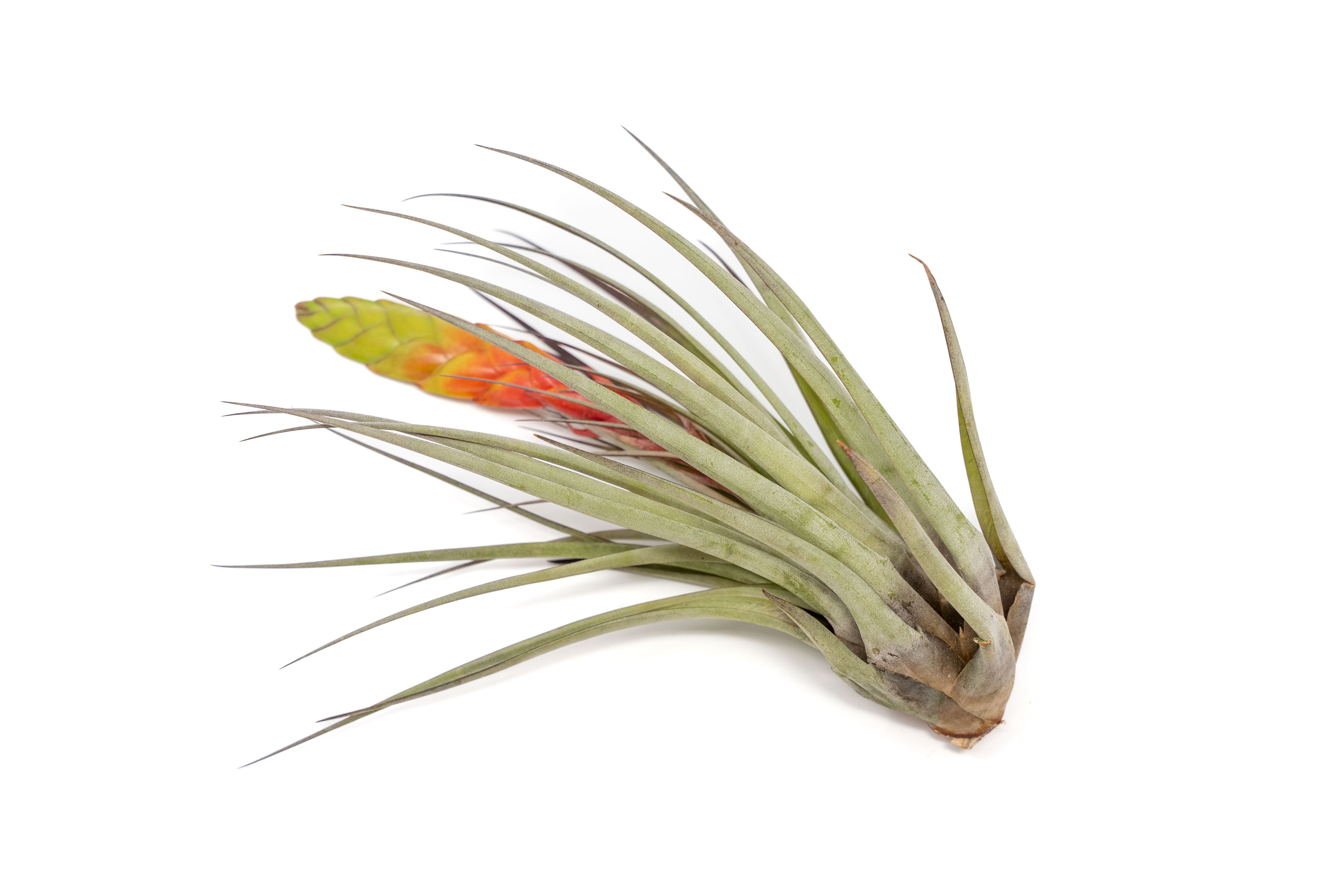 AirPlantSupply Tillandsia Fasciculata Air Plants