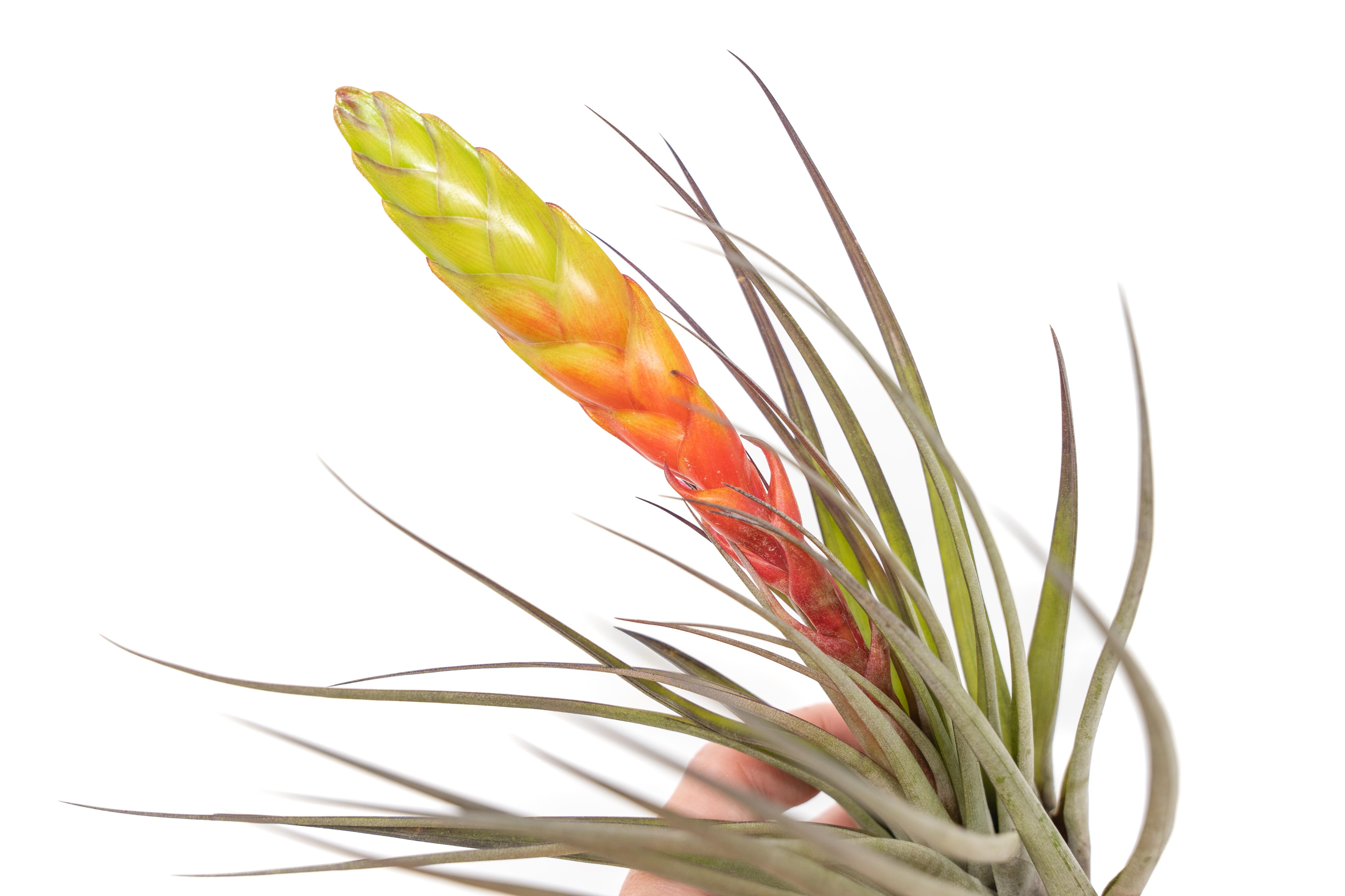 AirPlantSupply Tillandsia Fasciculata Air Plants - Thumbnail 3