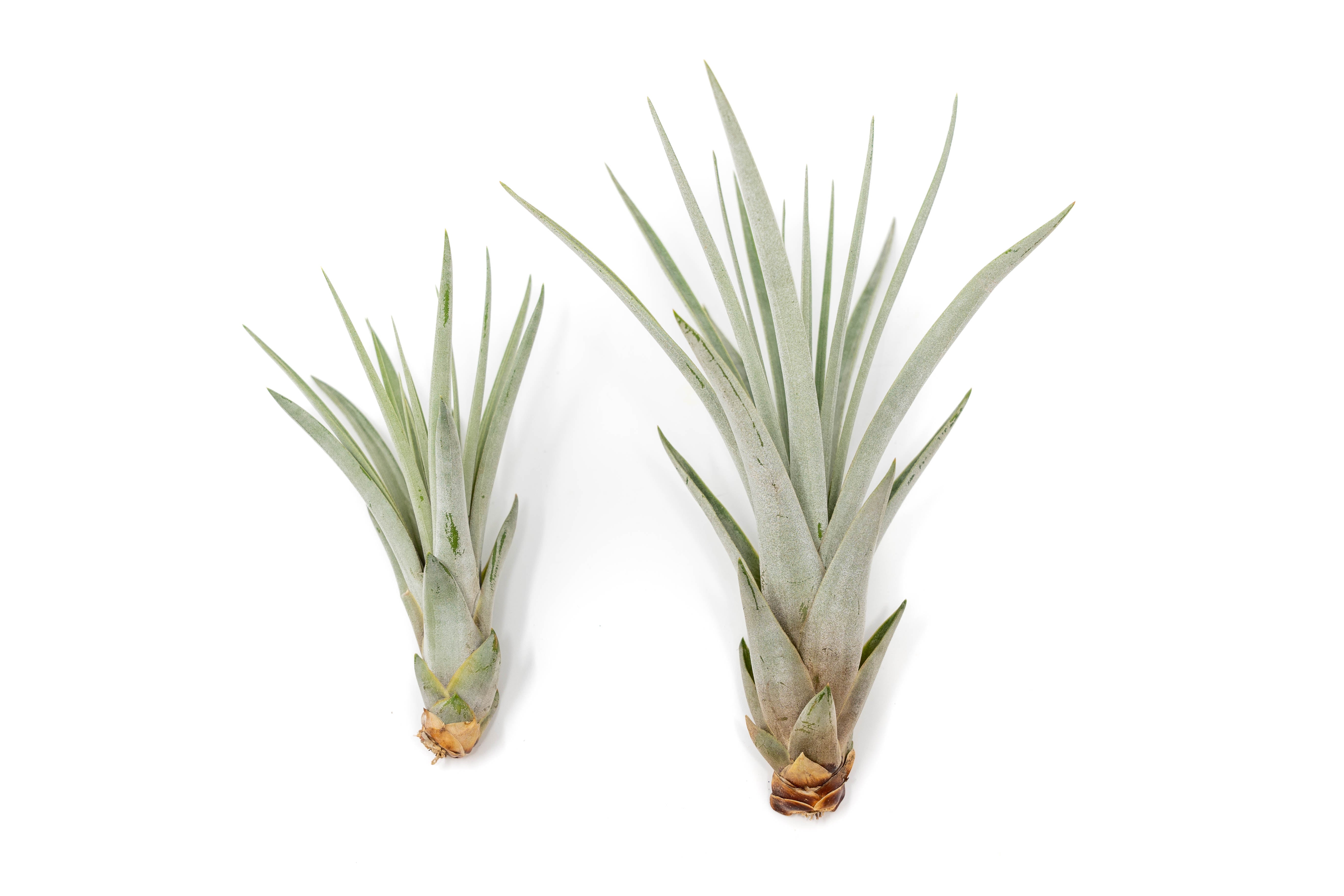 Air_Plant_Tillandsia_Fascicula