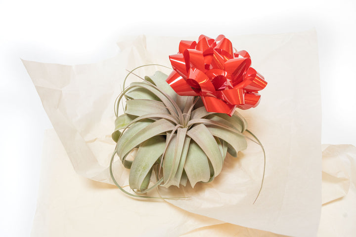 Free Gift - Medium Tillandsia  Xerographica Air Plant