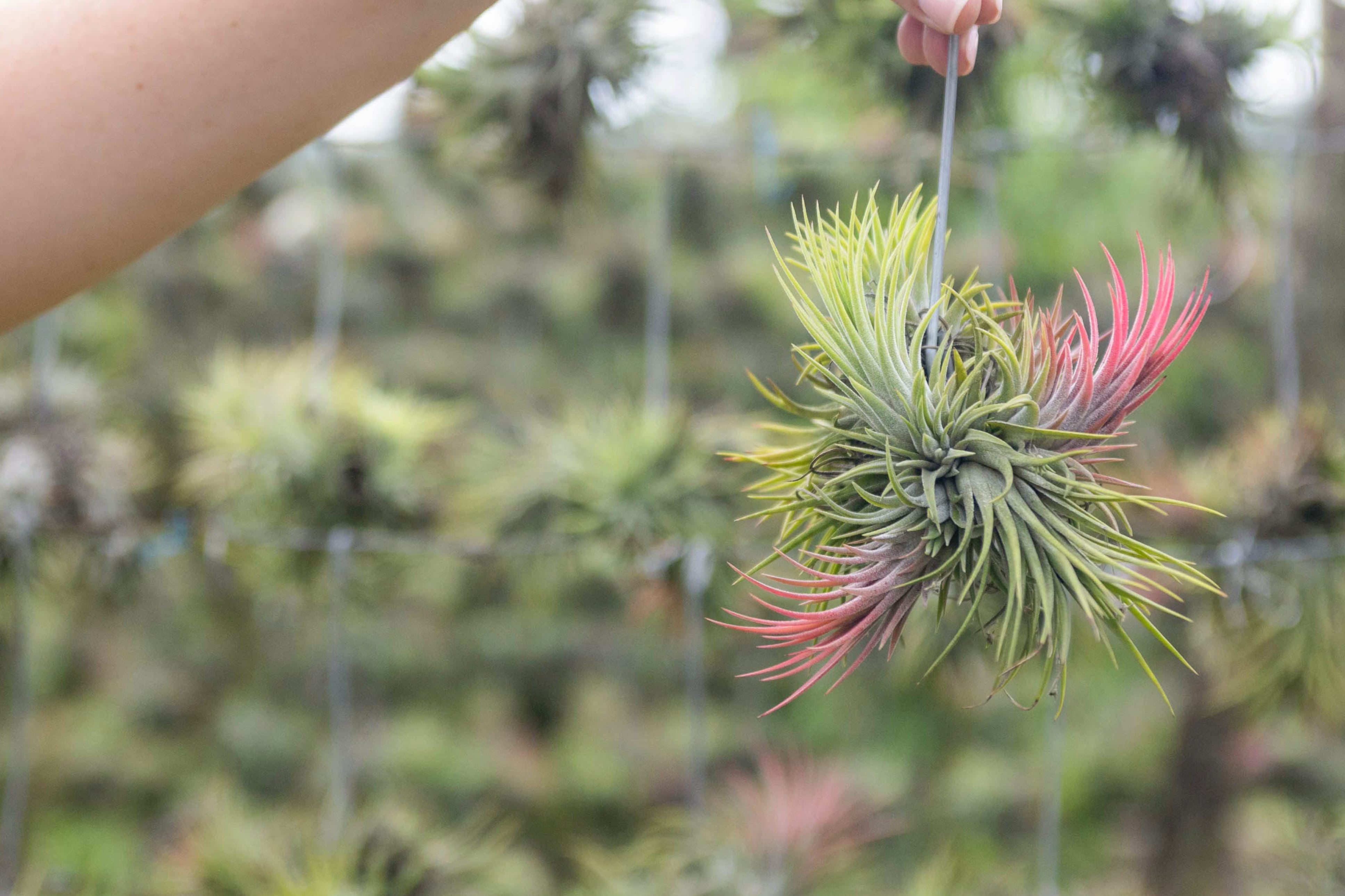 Tillandsia Ionantha Rubra Hanging Cluster - Thumbnail 4