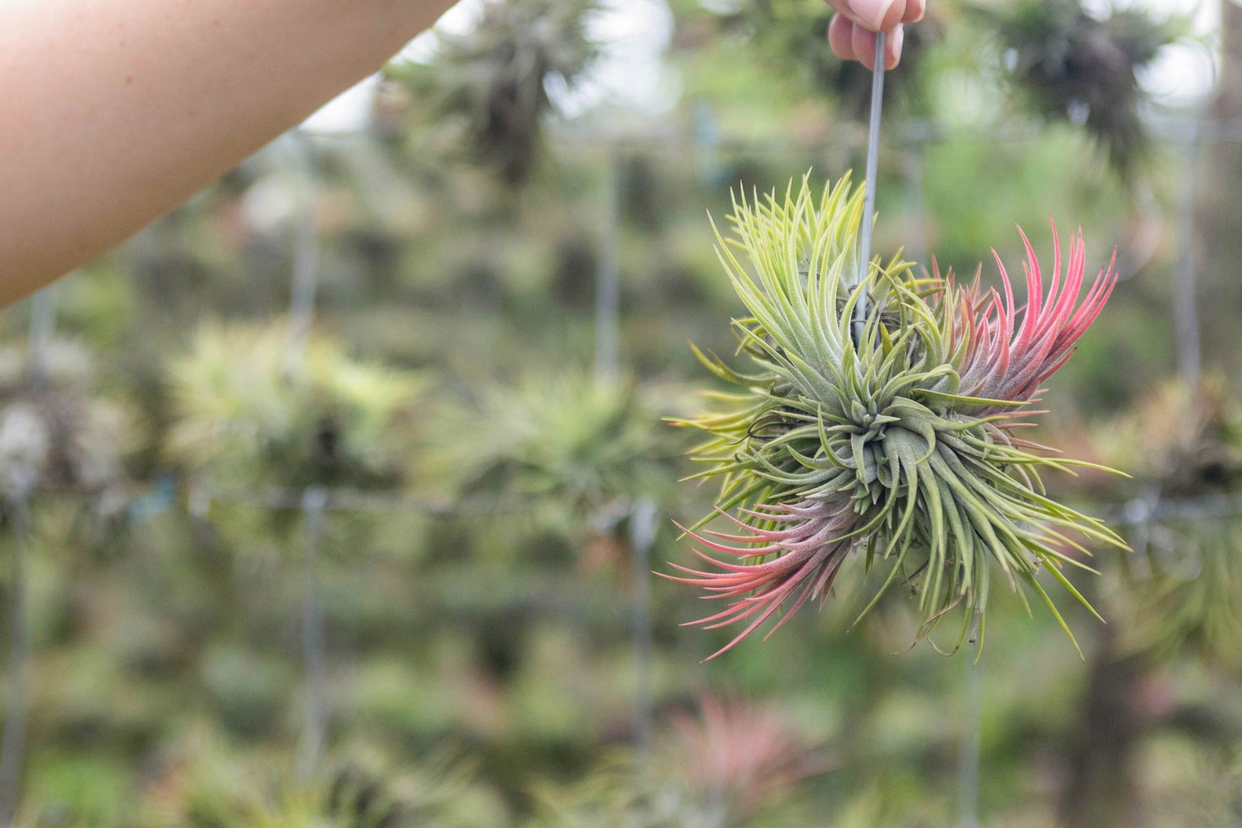 air plant cluster Tillandsia Ionantha Rubra Hanging Clusters with Hook for Hanging