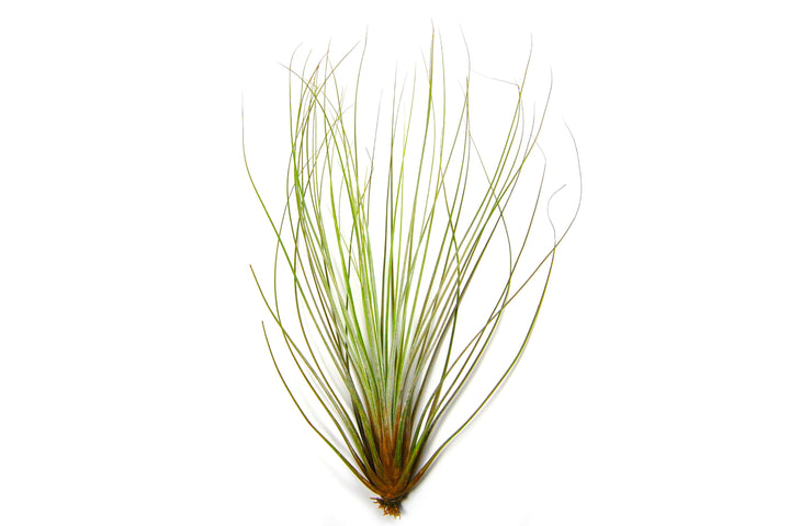Wholesale - Large Tillandsia Juncifolia Air Plants /  8-12 Inch Plants