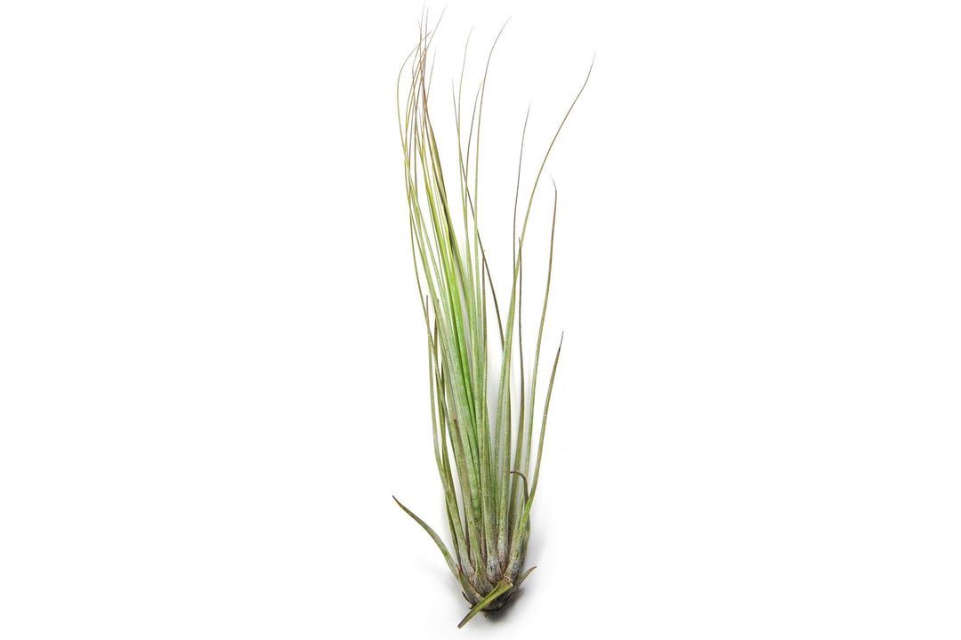 Wholesale - Large Tillandsia Juncifolia Air Plants /  8-12 Inch Plants