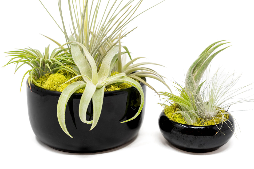 Wholesale - Large Fully Assembled Air Plant Bowl Garden