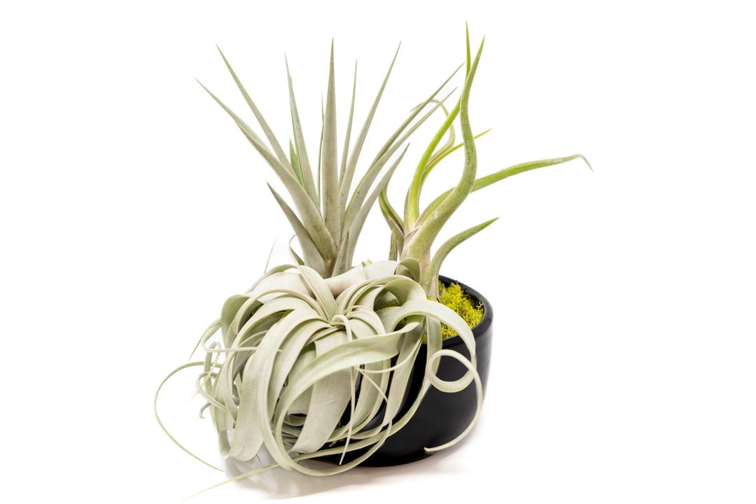 Wholesale - Large Fully Assembled Air Plant Bowl Garden