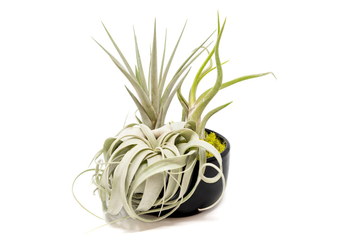 Wholesale - Large Fully Assembled Air Plant Bowl Garden