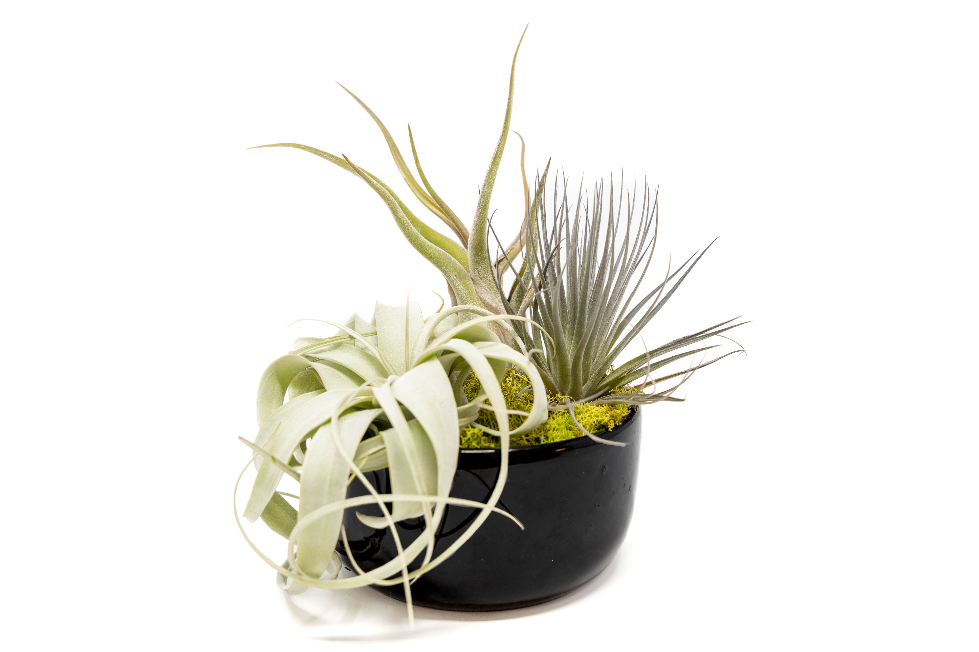 Air_Plant_Tillandsia_Large_Bla