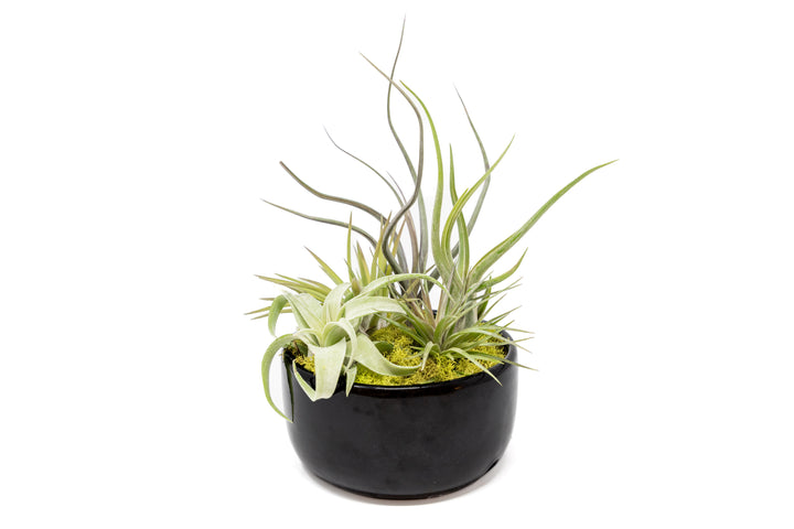 Wholesale - Large Fully Assembled Air Plant Bowl Garden