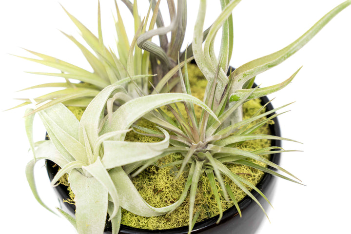 Wholesale - Large Fully Assembled Air Plant Bowl Garden