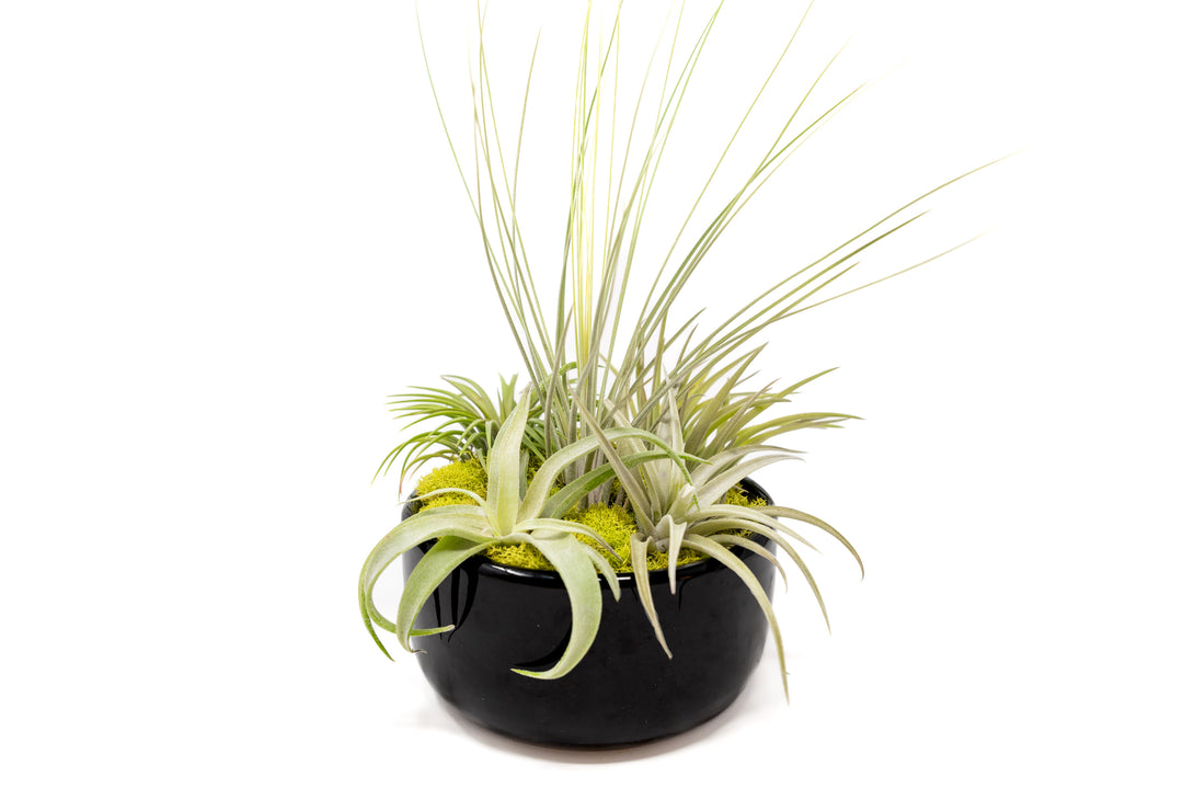 Wholesale - Large Fully Assembled Air Plant Bowl Garden
