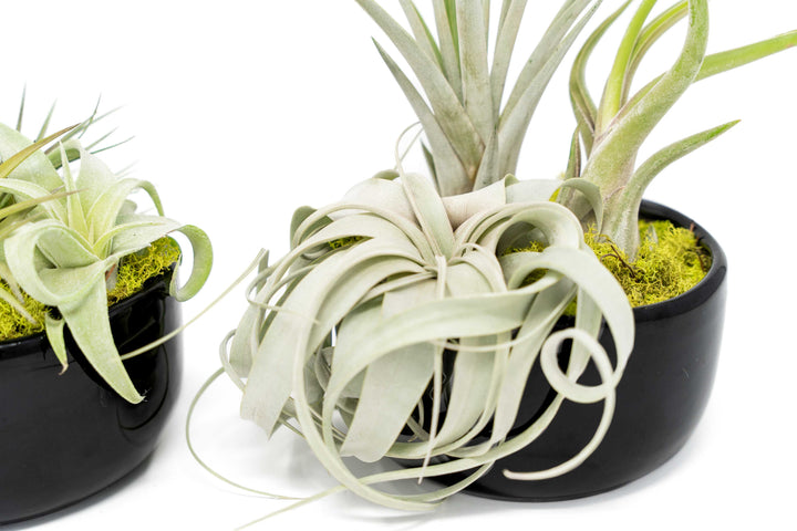 Wholesale - Large Fully Assembled Air Plant Bowl Garden