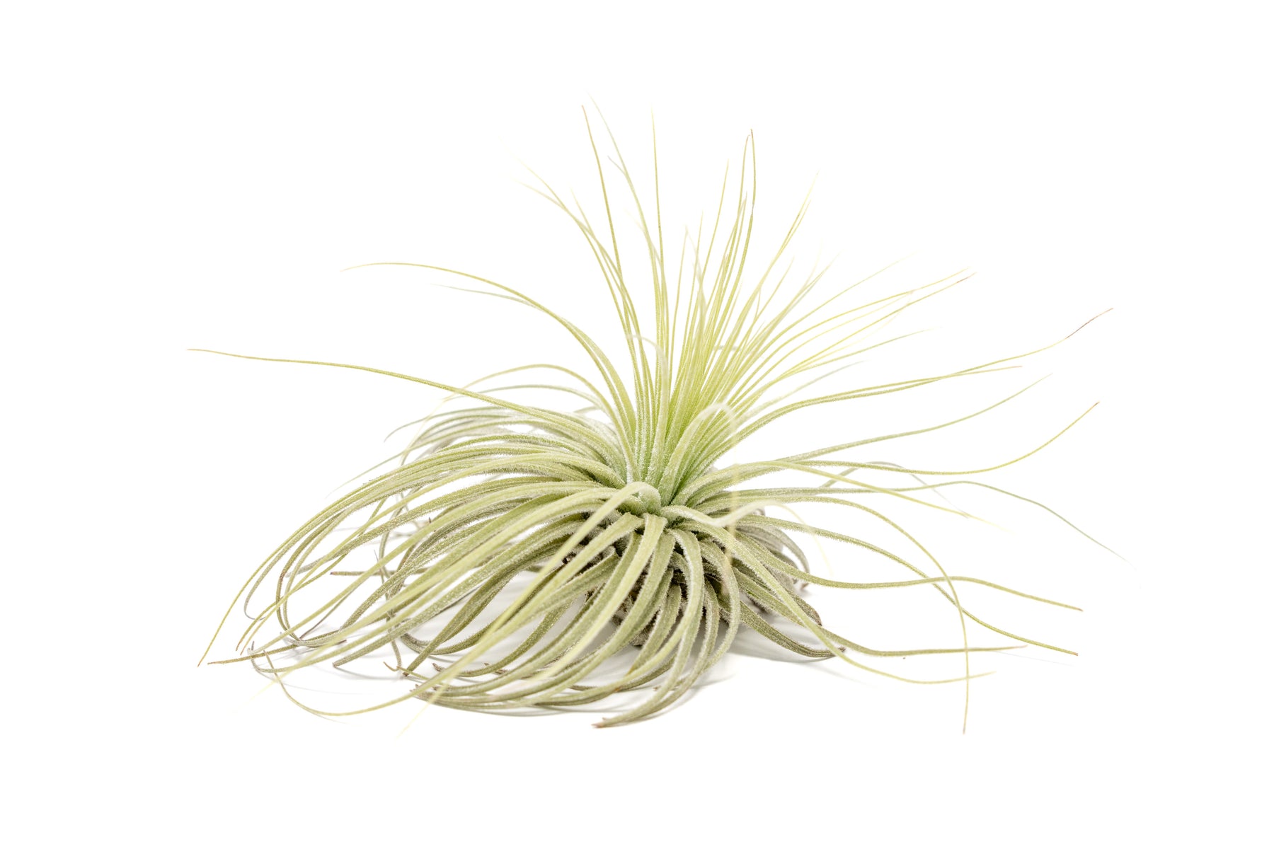 magnusiana air plant Tillandsia Magnusiana Air Plants