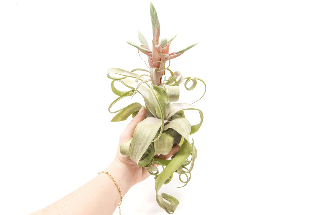 Hand Holding a Large Blooming Tillandsia Streptophylla Air Plant