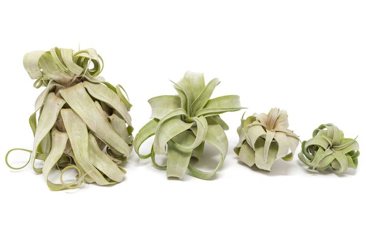 4 curly form tillandsia streptophylla air plants of varying size